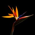 Colorful bird of paradise flower back lit on black background Royalty Free Stock Photo