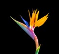 Colorful bird of paradise flower on black background Royalty Free Stock Photo