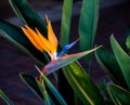 Bird of paradise flower closeup isolated against a dark colorful background Royalty Free Stock Photo