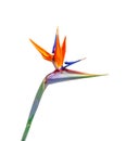 Beautiful bird of paradise flower closeup white  background Royalty Free Stock Photo