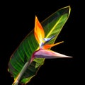 Colorful bird of paradise flower and leaf on black background Royalty Free Stock Photo