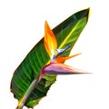 Colorful bird of paradise flower and leaf on white background Royalty Free Stock Photo