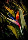 Beautiful bird of paradise flower green leaves background Royalty Free Stock Photo