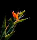 Brightly colored bird of paradise plant closeup black background Royalty Free Stock Photo