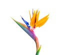 Colorful bird of paradise flower on white background Royalty Free Stock Photo