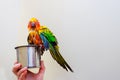 Colorful bird parrot sitting splashing in the bathroom