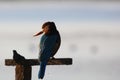 COLORFUL BIRD PERCHED ON WOODEN STAND