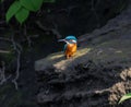 Colorful bird on rock perch Royalty Free Stock Photo