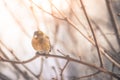 Colorful bird & x28;siskin& x29; sitting on a branch, winter