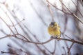 Colorful bird & x28;siskin& x29; sitting on a branch, winter