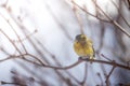 Colorful bird & x28;siskin& x29; sitting on a branch, winter