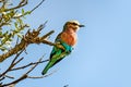 A colorful bird is sitting on a branch against the sky.. Lilac-breasted roller Coracias caudatus observed in Etosha Royalty Free Stock Photo