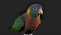 a colorful bird is standing on a black background and looking at the camera Royalty Free Stock Photo