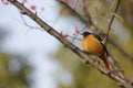 A colorful bird standing on the peach branch Royalty Free Stock Photo