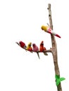 Colorful bird statues perched on a branch isolated on white background with clipping path