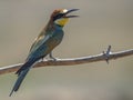 European bee-eater Merops Apiaster in natural habitat