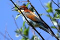 The European bee-eater is an incredibly colourful bird