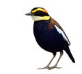 colorful bird of Thailand, male of Malayan banded pitta