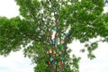 Colorful birdhouses on a big tree. nature protection concept