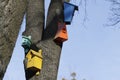 Colorful birdhouses on the tree up on the tree