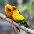 Colorful birds