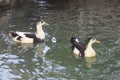 Colorful birds ducks swim in the lake