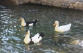 Colorful birds ducks swim in the lake