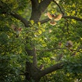 Colorful Birds in Flight Around Oak Tree Royalty Free Stock Photo