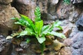 Colorful Birds nest fern Royalty Free Stock Photo