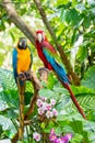 Colorful birds pair of Macaw