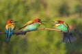 colorful birds of paradise in mating courtship Royalty Free Stock Photo