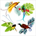 Colorful birds of paradise sitting on branches poster on white Royalty Free Stock Photo