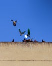 Colorful birds sitting on a stone building rood Royalty Free Stock Photo