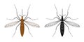 Colorful and black silhouette mosquito isolated on white background. illustration of insect. Mosquito icon. Royalty Free Stock Photo