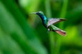 Colorful Black-throated Mango hummingbird in flight with a green background Royalty Free Stock Photo