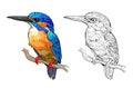 Colorful and black and white page for coloring book. Illustration of a common kingfisher. Printable worksheet for children