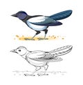 Colorful and black and white page for coloring book. Illustration of cute bird magpie. Printable worksheet for children exercise