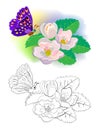 Colorful and black and white pattern for coloring book. Illustration of jasmine flowers and butterfly in the spring garden.