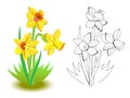 Colorful and black and white pattern for coloring. Illustration of spring yellow daffodils flowers in the garden. Royalty Free Stock Photo