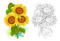 Colorful and black and white template for coloring. Illustration of a bouquet of sunflowers. Draw the greeting card with flowers.