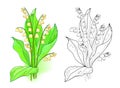 Colorful and black and white template for coloring. Illustration of a lily of the valley. Draw the greeting card with flowers. Royalty Free Stock Photo