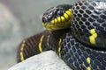 Colorful black and yellow snake