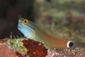 Colorful blenny fish