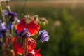 Colorful bloom blooming field on green background.