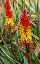 Colorful Blooming Aloe