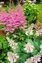 Colorful blooming astilbe in summer garden