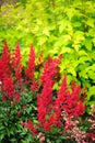 colorful blooming astilbe in summer garden in mixed border