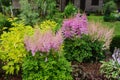 Colorful blooming astilbe in summer garden in mixed border with hostas