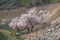 Visitors and Amazing Blooming white and pink Flowers with blue sky in Spring