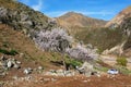 Visitors and Amazing Blooming white Flowers with blue sky in Spring